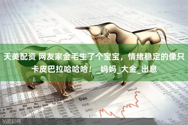 天美配资 网友家金毛生了个宝宝，情绪稳定的像只卡皮巴拉哈哈哈！_妈妈_大金_出息